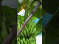 Harvesting banana #shortvideo
