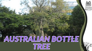 AUSTRALIAN BOTTLE TREE Information, Description & More! (Brachychiton rupestris)