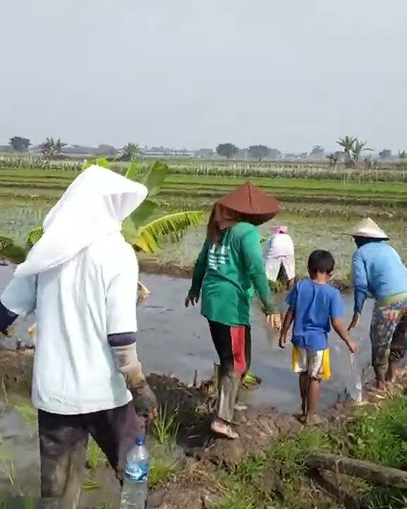 ibu ibu pencari cuan di sawah tandur mase