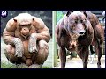 Los 12 Animales Más Musculosos Captados Por Las Cámaras