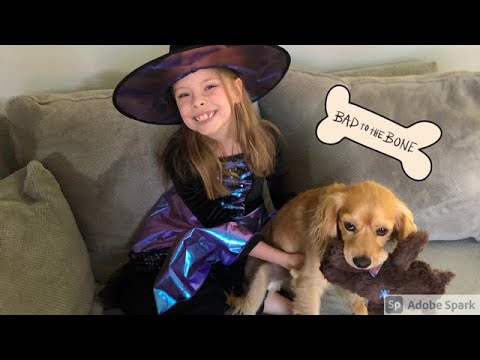 All About My Dog - YouTube