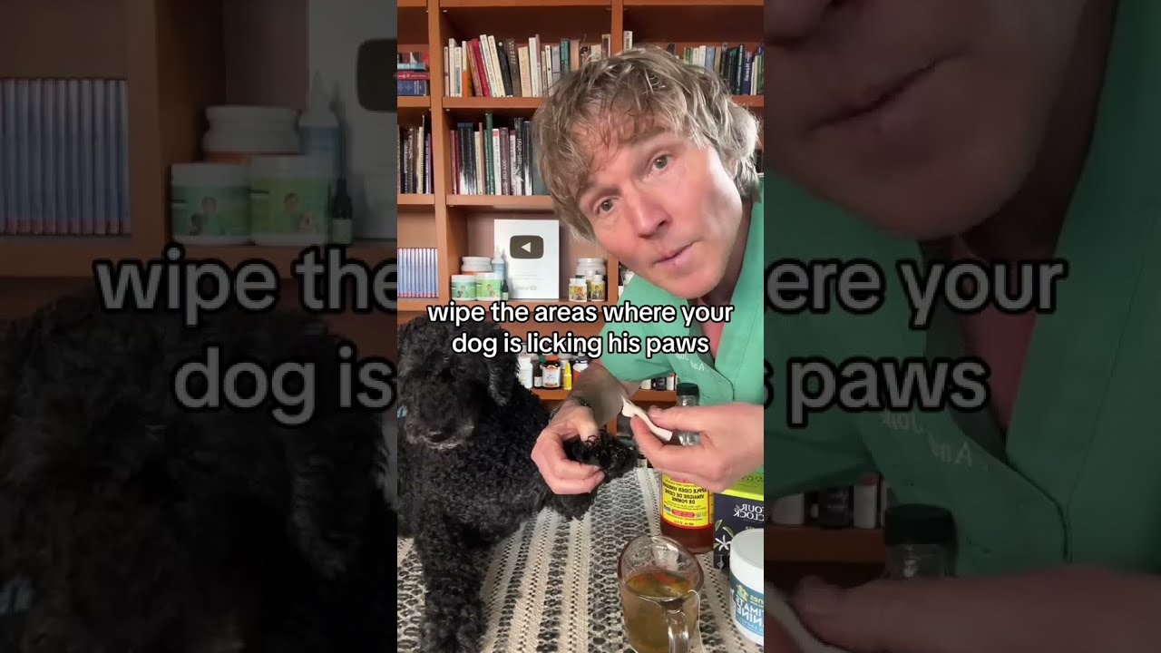 Dog Won T Stop Licking His Paws Awesome Home Remedy 