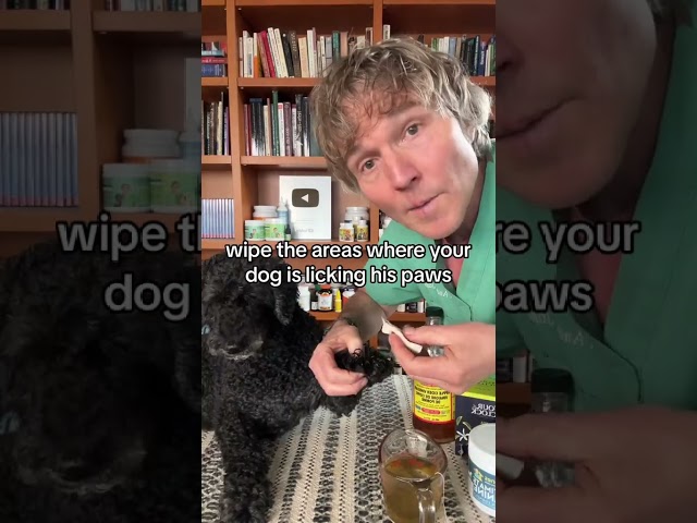 Best Home Remedy: How to Stop Dog From Licking Paws 3 sddefault