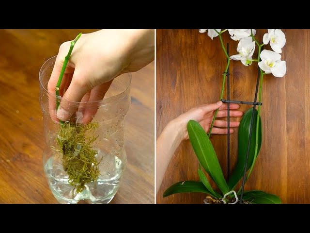 Come propagare l'orchidea in casa utilizzando una vecchia bottiglia di  plastica 