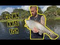 Exotic Clown Knife Fish