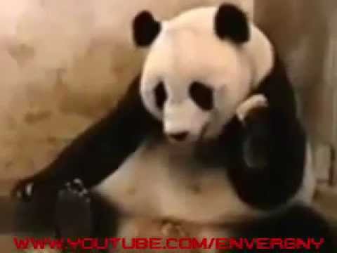olum çık git edit panda