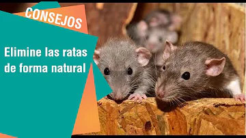 ¿Cómo ahuyento a las ratas de mis paredes?