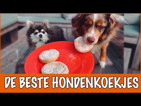 Video: Hoe Maak Je Honing En Gedroogde Abrikozenkoekjes Voor Honden?