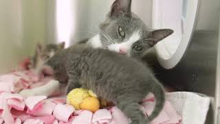 Bear Claw Coffee: Kitten Rescued and Rehomed by Michigan Humane 445 views 10 months ago 3 minutes