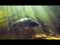 подводная охота на сазана, маныч, веселовское водохранилище, трофейный сазан. рыбалка на маныче 2021