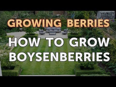 Video: Chăm sóc Boysenberry: Làm thế nào để trồng cây dâu tây trong vườn