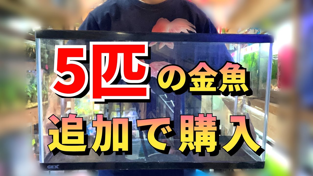 I'm raising five new goldfish in a GEX 60cm aquarium, using my