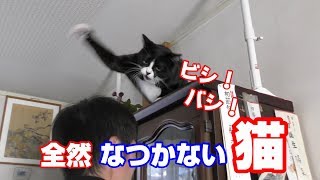 猫パンチ炸裂　全然なつかない猫をなつかせる ハウル beaten my head by a cat