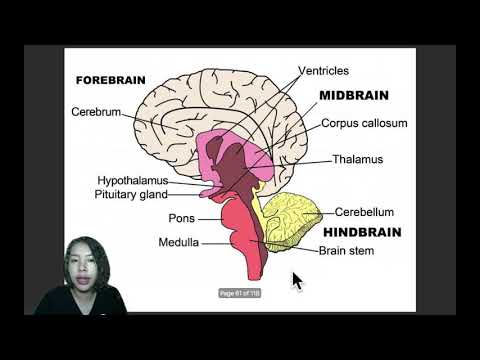 EP.5 ระบบประสาทส่วนกลาง: สมอง (brain)