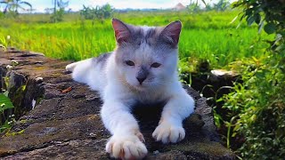 😸🐱CAT CUTE - PLAY WITH CAT -BILLI KARTI MEOW MEOW- kittens cats funniest - Animal Funny- VS 007 by ANIMALS 22 766 views 10 days ago 3 minutes, 3 seconds