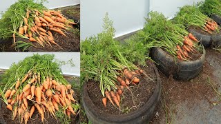 Growing baby carrots at home is easy for your family