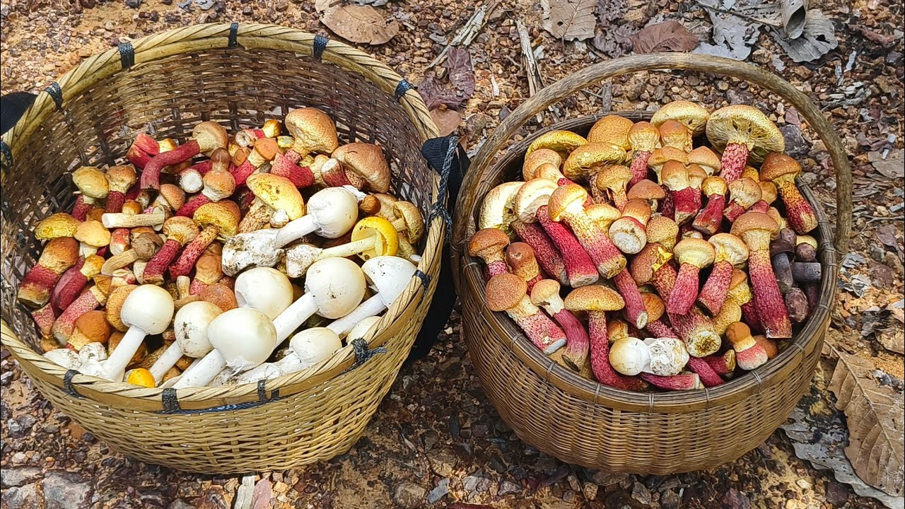 วันนี้เข้าป่าหมานๆเห็ดผึ้งรวมหลายชนิด เก็บอย่างม่วน เลยจ้า 25 พ. ย 68 