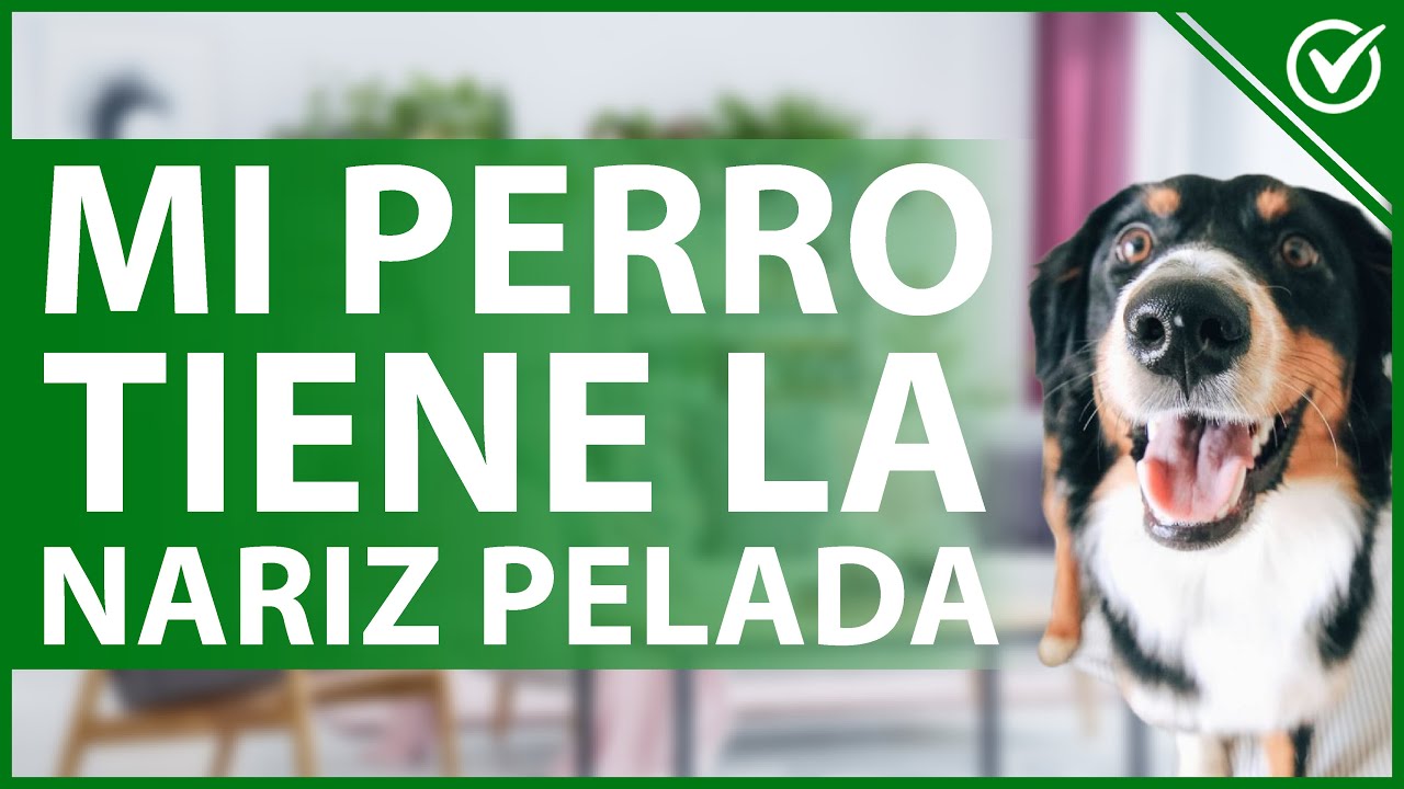 escotilla gobierno Reunir 🐩 ¿Por qué Algunos Perros Tienen la Nariz Pelada? ¿Cuál es el Mejor  Tratamiento? - Salud Canina 👃🐩 - YouTube