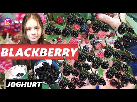 Video: Perawatan Blackberry Di Musim Gugur: Bagaimana Memberi Makan Blackberry Kebun? Bagaimana Cara Memangkas? Bagaimana Cara Mengolahnya? Aturan Makan Musim Gugur Untuk Panen Yang Baik