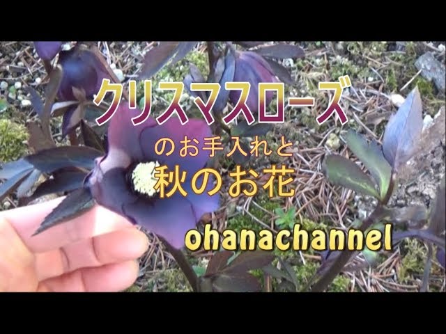 Caring for Christmas Rose Hellebores & Autumn Flowers♪ - YouTube