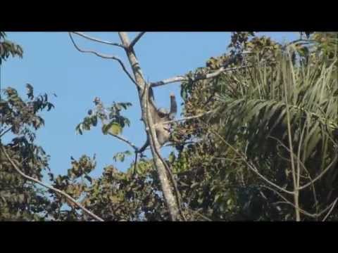 Video: Wildlife Of Bolivia 