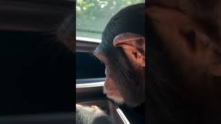 He Started Up The Hellcat #hellcat #srtaddicts #srt #monkey #viralvideo #animals #hellcatchallenger