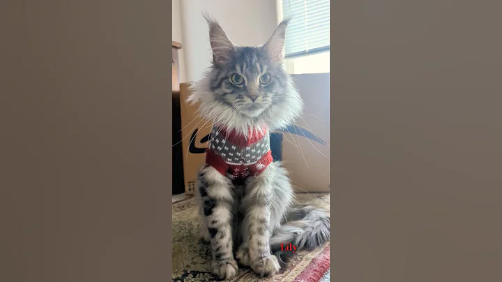 Watch the video about Ok I got the ugly sweater on Mama take the Fn picture #cute #cat #youtubeshorts #shortsfeed #funny