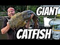 Epic minnesota catfishing biggest flathead yet