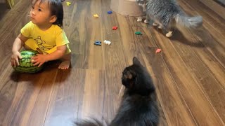スイカ泥棒を目撃する猫　ノルウェージャンフォレストキャット　Cat witnessing a watermelon thief