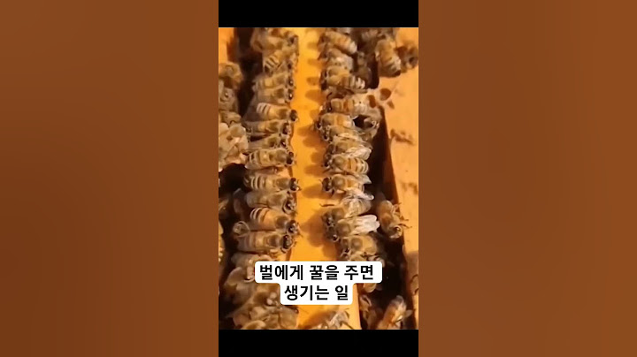 벌에게 꿀을 주면 생기는 일 #꿀벌 #토종벌 #프응