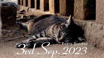 予告#024「ノラや Lost Cats Season3」 2023年9月3日18:00配信スタート!!