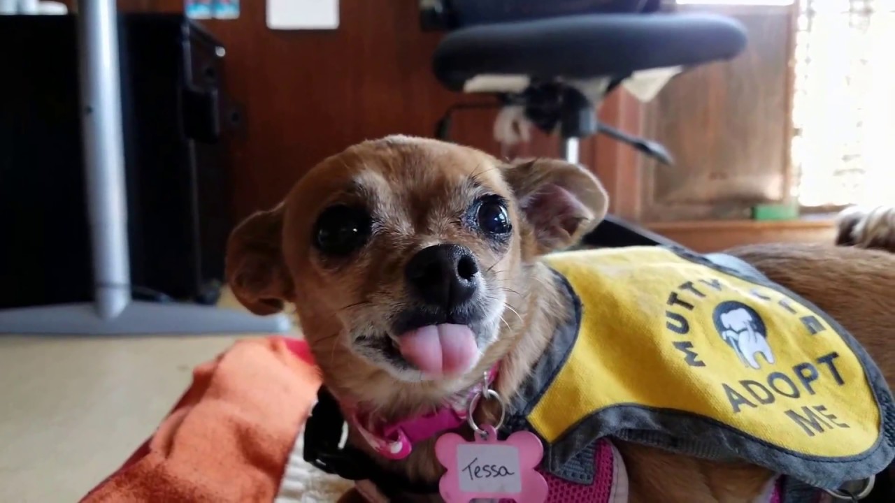Tessa, a Chihuahua mix at Muttville-adopted! youtube editor apk