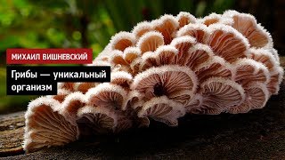 Грибы — уникальный организм Грибы — уникальный организм
