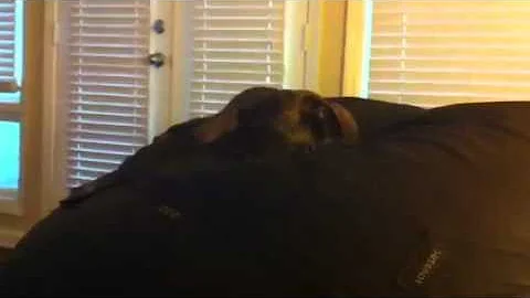 The Gayest Dog in The World (Dos Equis Parody)