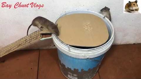 Làm Bẫy Chuột Từ Thùng Sơn Bỏ Đi | PVC Water Bottle Mouse Trap | Bẫy Chuột Vlogs