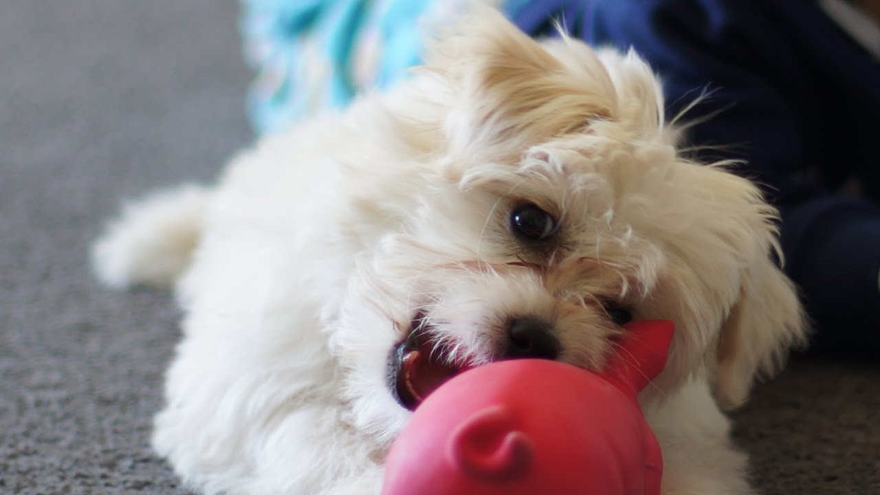 bichon frise mix chihuahua