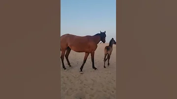 ماشاء الله تبارك الله 