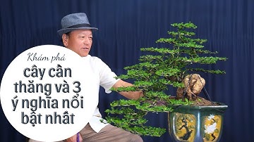 Cây cần thăng và những ý nghĩa nổi bật nhất