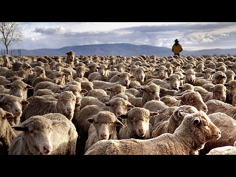 How 5,17 Million Sheep In The United States Are Raised By Ranchers - Sheep Farming