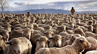 How 5,17 Million Sheep In The United States Are Raised By Ranchers - Sheep Farming