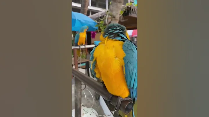 #macaw #youtube #maafushi #maldives Macaw are known as giants of the parrot world 🌎