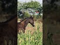 #horse #love #onthisday #ihavethisthingwithplants #lifeisbutadream