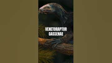 New “Rabbit Reptile” Fossil Discovered! Venetoraptor Gassenae | Paleo News
