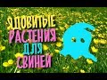 Ядовитые растения для свиней.