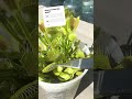 VENUS FLYTRAP vft CARNIVOROUS PLANT