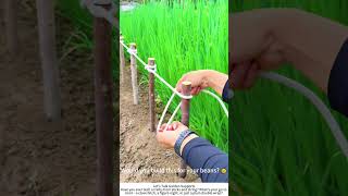 DIY Garden Trellis – Sticks, Rope, and a Few Minutes 🌱