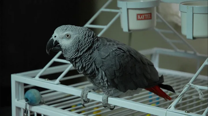 my bird dat  i used too have