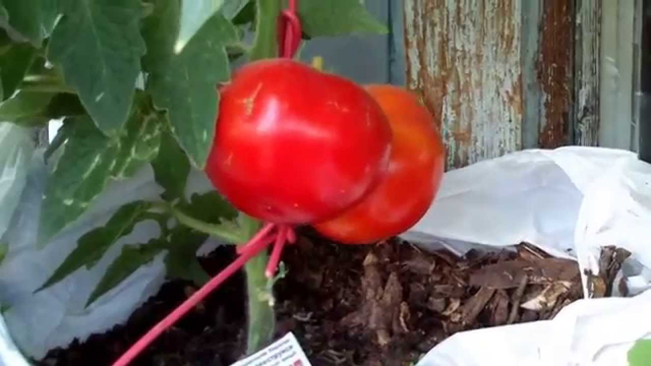 Как вырастить помидоры на балконе how to grow tomatoes on th.