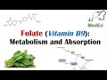 Folate (Vitamin B9): Why we need it, dietary sources, and how we absorb and metabolize it