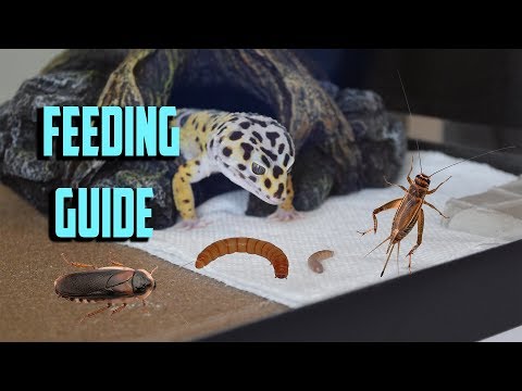 What to FEED your LEOPARD GECKO? Gecko feeding guide!